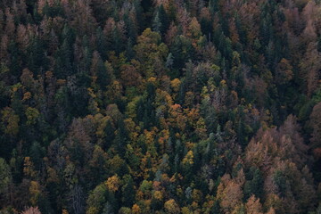 Autumn arrives to the forest