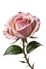photo of pink rose for valentine day gift advertisement isolated on transparent background
