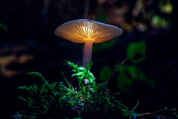 Leuchtender Pilz