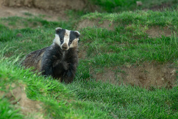 Badger, Scientific name: Meles meles.  Close up of an adult badger, alert and facing camera in agricultural field with badger sett entrance ro right. Horizontal.  Space for copy. © Moorland Roamer
