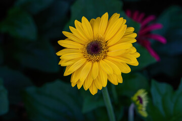Colored Gerbera flowers blooming in the garden. Gerbera L. is a genus of plants in the Asteraceae.