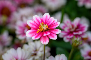 Obraz premium Closeup shot of a pink Zinnia flower growing in Garden.