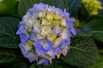 Blooming Hydrangeas flowers in the garden