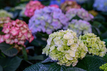 Blooming Hydrangeas flowers in the garden