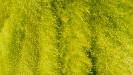 The background is made from colorfully dyed grass flowers.