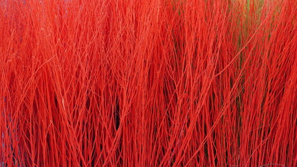 The background is made from colorfully dyed grass flowers.