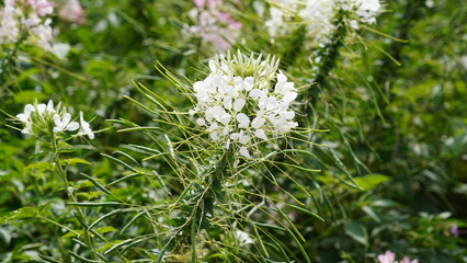 spider flower in the garden.