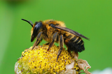 Close up of the female of Willughby's leaf-cutter bee, Megachile willughbiella on yellow Tansy flower