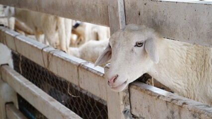 A child is feeding milk to a sheep.