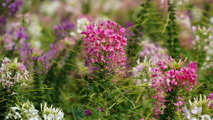 spider flower in the garden.