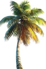 A picture of a palm tree with a clear white sky in the background. Suitable for tropical, summer, vacation, or nature-themed designs