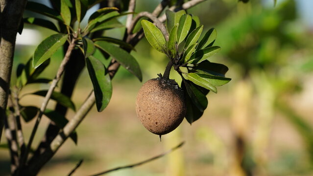 Sapodilla fruit infested by aphids.