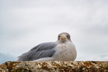 Liegende Möwe am Hafen warten auf die Rückkehr der  Fischerboote   am Hafen von St. Ives