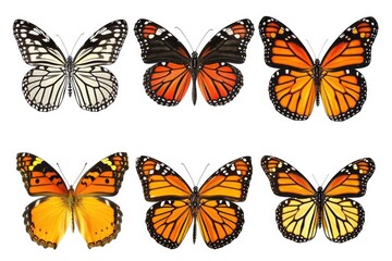 A group of orange and black butterflies. Perfect for nature enthusiasts and insect lovers
