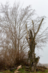Old poplar with tinder mushrooms and red kites perched on the branches of another, in foggy winter. Populus. Fomes fomentius. Milvus milvus.