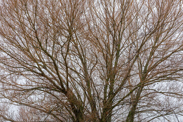 Salix. Trunk and branches of willow in winter without leaves. Tree.