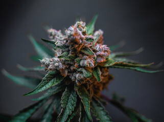 Beautiful cannabis big bud on the dark grey background