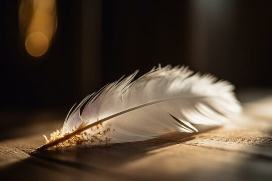 Brown Feather Images – Browse 782,821 Stock Photos, Vectors, and Video