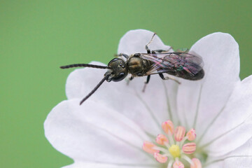 Closeup on a male green metallic furrow bee, Lasioglossum nitidulum on a white Geranium pyrenaicum...