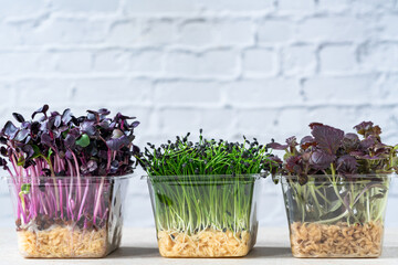 Microgreens in pots - Garlic chives, purple radish and red mustard - healthy superfood