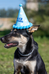 A belusky dog with a celebration hat 