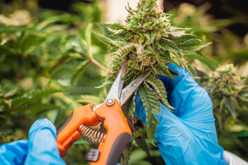 Female researcher cutting cannabis leaves and buds in a greenhouse