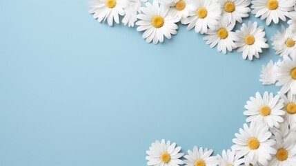 Blue background with chamomile frame and copy space. Flat layer, top view.