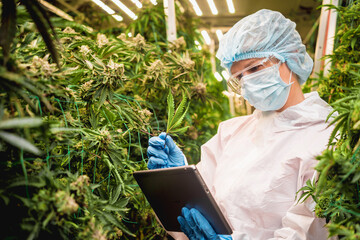 Female researcher examine cannabis leaves and buds in a greenhouse enters data into a tablet.