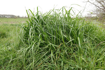 Obraz premium Closeup on fresh Tall Fescue grasses, Schedonorus arundinaceus, in the field