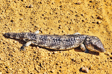 A shingleback or bobtail lizard (tiliqua rugosa), a skink endemic in the dry scrublands of Western Australia
