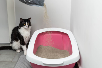 Feline Care Routine: cat owner cleaning a cat litter box and adding new absorber granules from the...