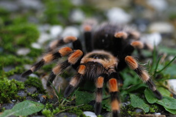Vogelspinne Brachypelma Smithi