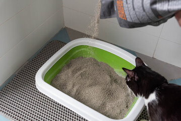Feline Care Routine: cat owner cleaning a cat litter box and adding new absorber granules from the bag. Cute domestic cat sitting near the Kitty toilet and playing.
