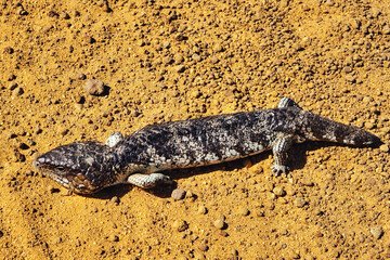 A shingleback or bobtail lizard (tiliqua rugosa), a skink endemic in the dry scrublands of Western...