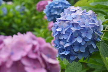 満開に咲いているまん丸の紫陽花