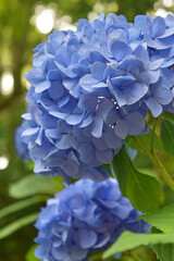満開に咲いている青色の紫陽花