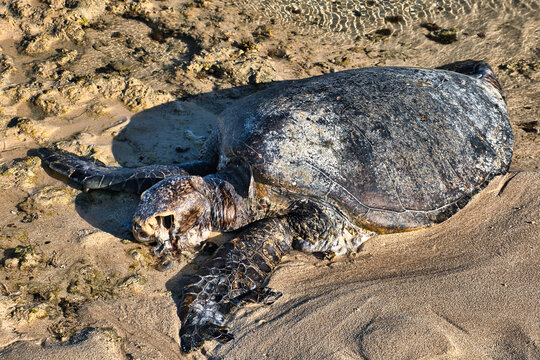 Decaying dead body of a sea turtle on a tropical beach in Western Australia
