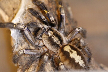 Poecilotheria Metallica Spinne 