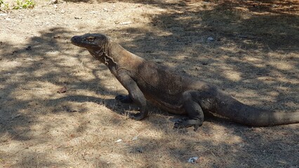 Komodo Indonesien