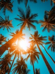 Sunburst through a grove of palm trees