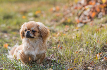 Cute little Pet, adoption concept . Young golden light Doggo, close up portrait 