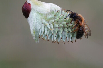 Closeup on a male bicolored mining bee, Andrena bicolor, sitting on a female Goat willow catkin...