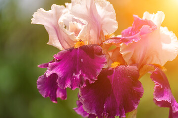 Purple with yellow bearded iris flower close up