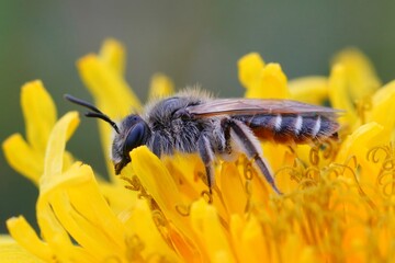 Closeup on a female red-bellied miner solitary bee, Andrena ventralis sitting on a yellow dandelion...