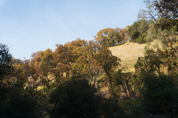 Oak trees and shadow on a hill side in the Sierra Nevada foothills.
