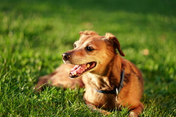 perro recostado en el césped una tarde de verano 