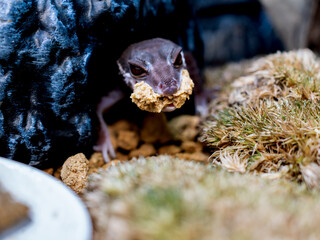 ハイナントカゲモドキのマクロ