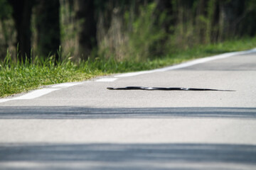 Rat snake (hierophis viridiflavus) crawling quickly crossing a country road - Wildlife road accident risk concept - obrazy, fototapety, plakaty
