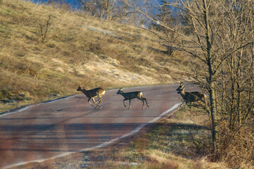 Roe deers running crossing a country road in the hills - Wildlife road accident risk concept