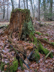 Forst, Mischwald mit altem Holz, nach starken Regenfällen 